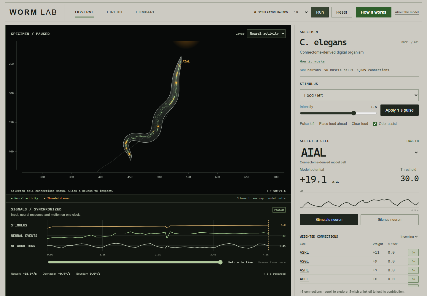 Worm Lab with a digital organism, neural activity and experiment controls.